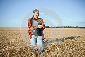 Farmer woman working in wheat field at sunset. Agronomist, farmer, business woman looks into tablet in wheat field