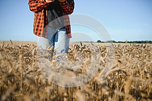 Farmer woman working in wheat field at sunset. Agronomist, farmer, business woman looks into tablet in wheat field