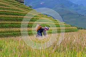 Farmer women harvest rice agriculture Industry. Terraced rice field in harvest season with ethnic minority woman on field rice