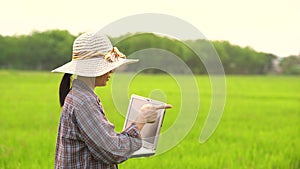 Farmer women holding laptop and checking data on rice field and sunset background of organic agriculture in rural