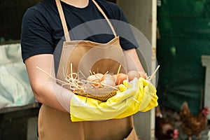 Farmer women wear black shirts and wear yellow rubber gloves and brown apron are holding fresh chicken eggs into basket at a chick