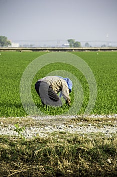 Farmer work at paddy field