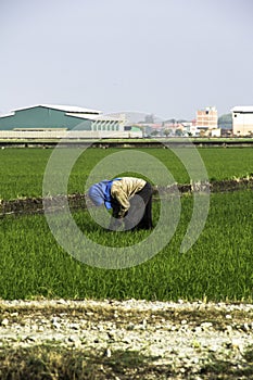 Farmer work at paddy field