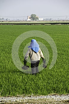 Farmer work at paddy field