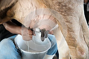 Farmer worker hand milking cow in cow milk farm.