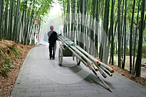 Farmer working in bamboo forest