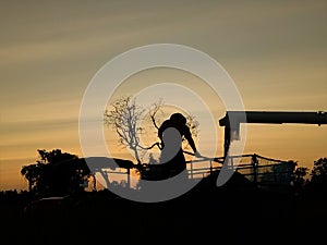 Farmer working in evening ,shadow image