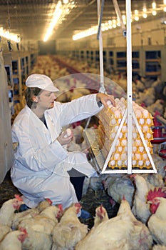 Farmer working in Chicken Farm