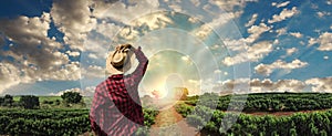 Farmer working on coffee field at sunset outdoor