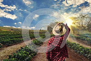 Farmer working on coffee field at sunset outdoor