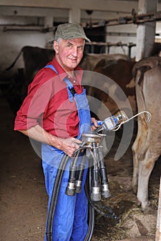 Farmer is working with dairy cows