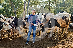 Farmer is working on farm with dairy cows