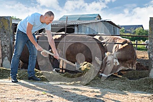 Farmer is working on farm with dairy cows