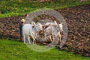 Farmer working in the field