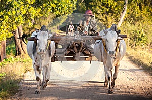 Farmer working in the field