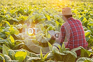 Farmer working in the field of tobacco tree and using digital tablet to find an information or analyze on tobacco plant after