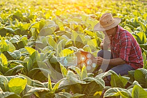 Farmer working in the field of tobacco tree and using digital tablet to find an information or analyze on tobacco plant after