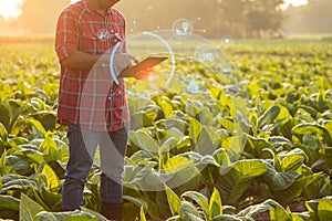 Farmer working in the field of tobacco tree and using digital tablet to find an information or analyze on tobacco plant after