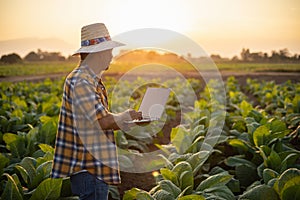 Farmer working in the field of tobacco tree and using laptop to find an infomation to take care or checking on tobacco plant after