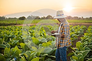 Farmer working in the field of tobacco tree and using laptop to find an infomation to take care or checking on tobacco plant after