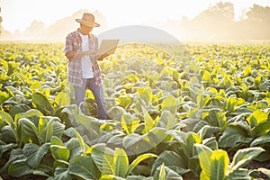 Farmer working in the field of tobacco tree and using laptop to find an infomation to take care or checking on tobacco plant after