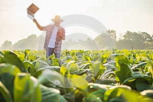 Farmer working in the field of tobacco tree and using laptop to find an infomation to take care or checking on tobacco plant after