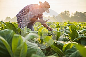 Farmer working in the field of tobacco tree and using smartphone to find an infomation to take care or checking on tobacco plant