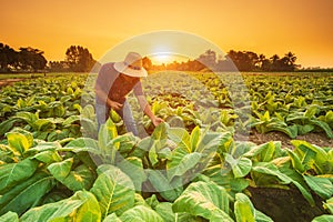 Farmer working in the field of tobacco tree and using smartphone to find an infomation to take care or checking on tobacco plant