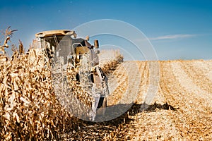 Farmer working the fields and harvesting corn. Farmer using combine harvester