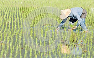 Farmer working in the fram