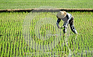 Farmer working in the fram