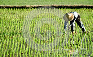 Farmer working in the fram