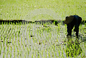 Farmer working in the fram