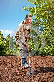 Farmer working in the garden with the help of a shovel digging t