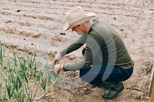 Farmer working in garden and looking on plants