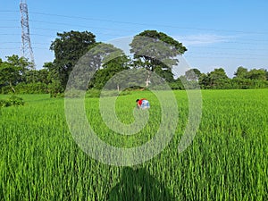 A farmer working in his field.