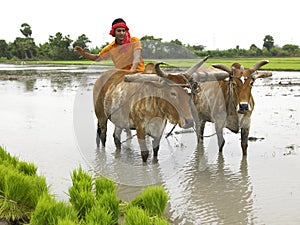 Farmer working in his paddy field