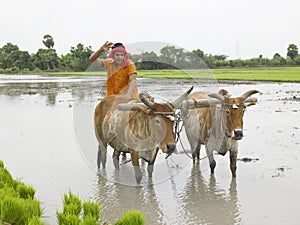 Farmer working in his paddy field