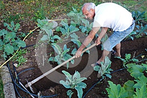 Farmer Working Hoeing Ground Vegetable Garden