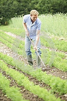 Farmer Working In Organic Farm Field Raking Carrots