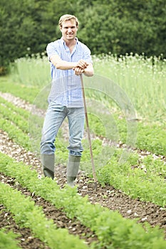 Farmer Working In Organic Farm Field Raking Carrots