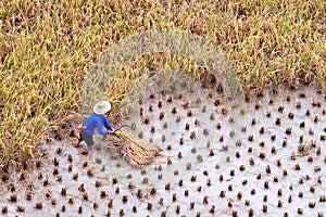 Farmer working in a paddy rice field during harvest