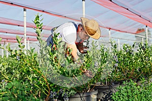 Farmer working and picking blueberries on a organic farm