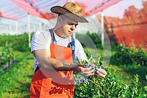 Farmer working and picking blueberries on a organic farm