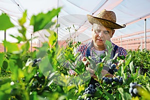 Farmer working and picking blueberries on a organic farm