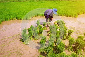 farmer working on rice field