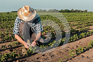 Farmer working on soybean plantation, examining crops development