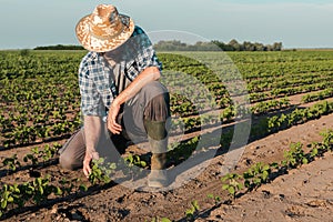 Farmer working on soybean plantation, examining crops development