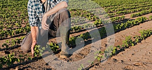 Farmer working on soybean plantation, examining crops development