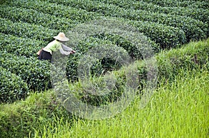 Farmer working in a tea field, Guangxi